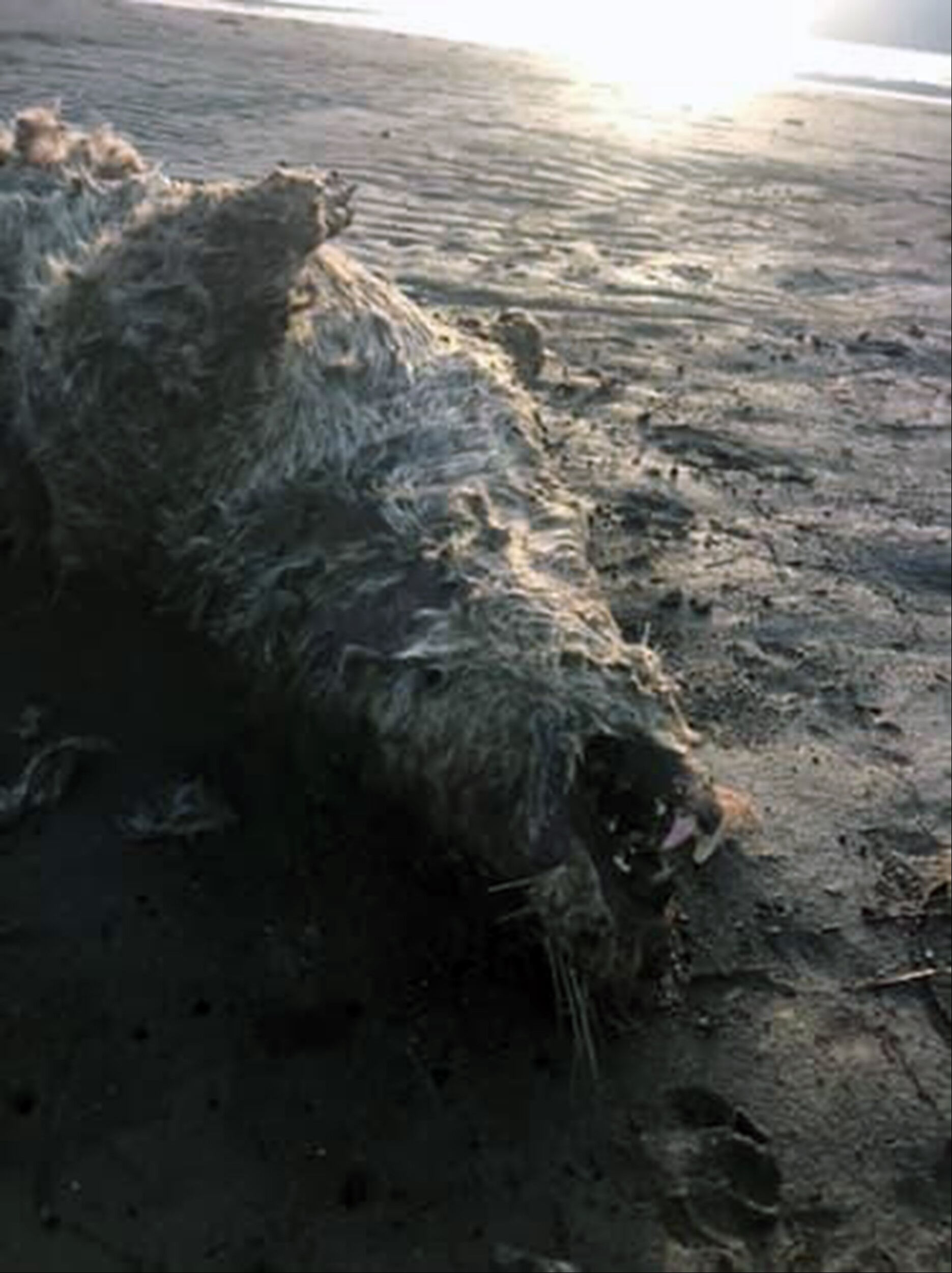 Nesli tehlike altında türlerdendi! Ölü olarak bulundu - 1. Resim