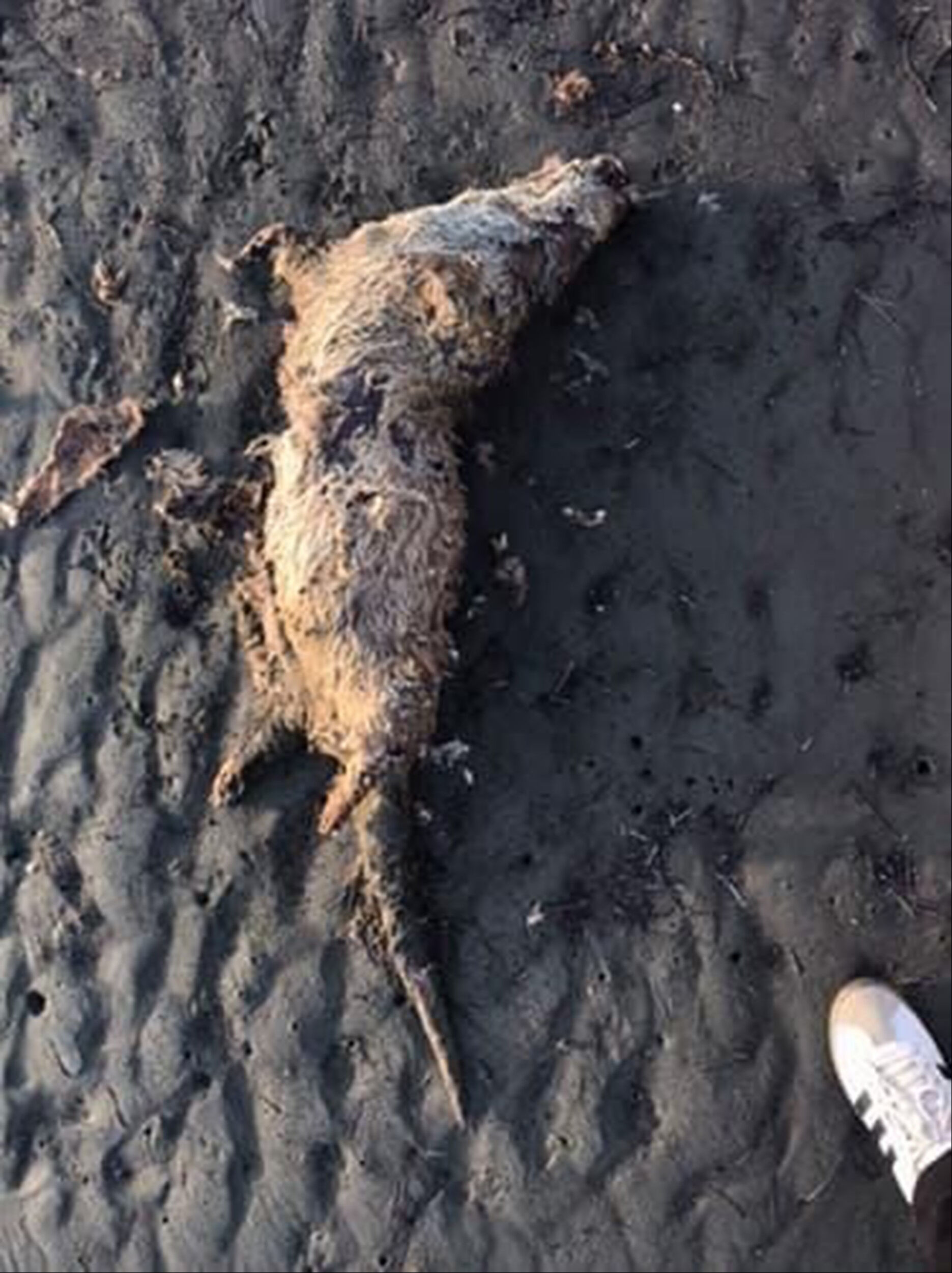 Nesli tehlike altında türlerdendi! Ölü olarak bulundu - 2. Resim