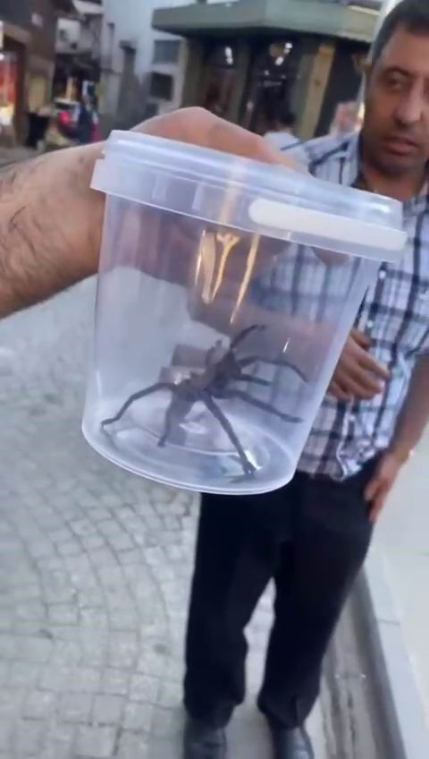 Elazığ'da bulundu! Et yiyor, devasa büyüklükte!  - 1. Resim