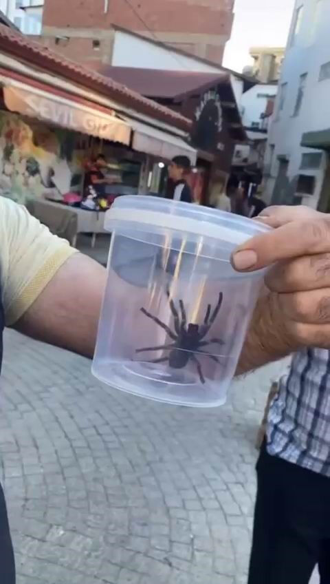 Elazığ'da bulundu! Et yiyor, devasa büyüklükte!  - 2. Resim