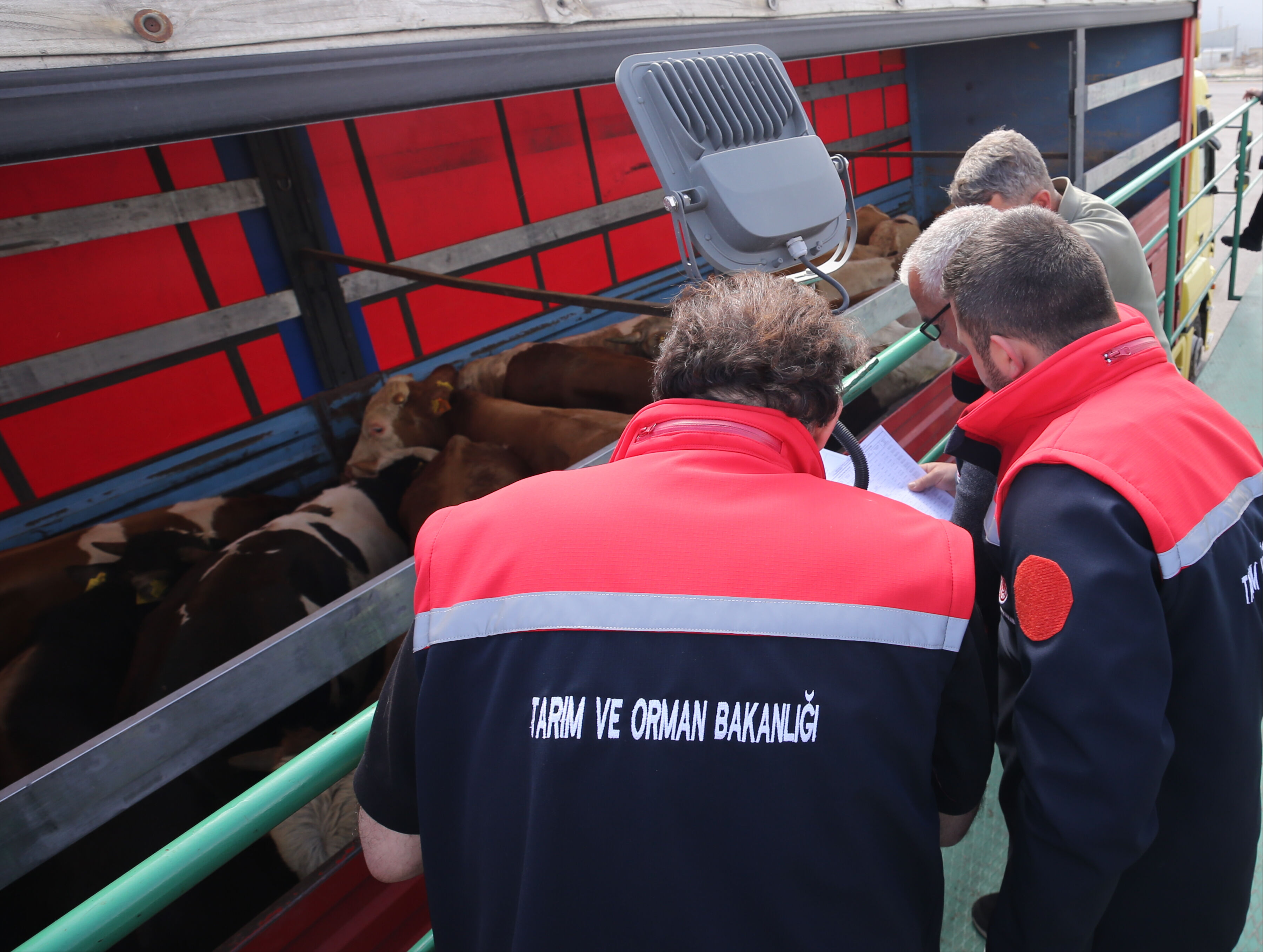 Kurban bayramı i&ccedil;in kurbanlıklar yola &ccedil;ıktı! Doğu Anadolu'dan b&uuml;y&uuml;k sevkiyat - 3. Resim