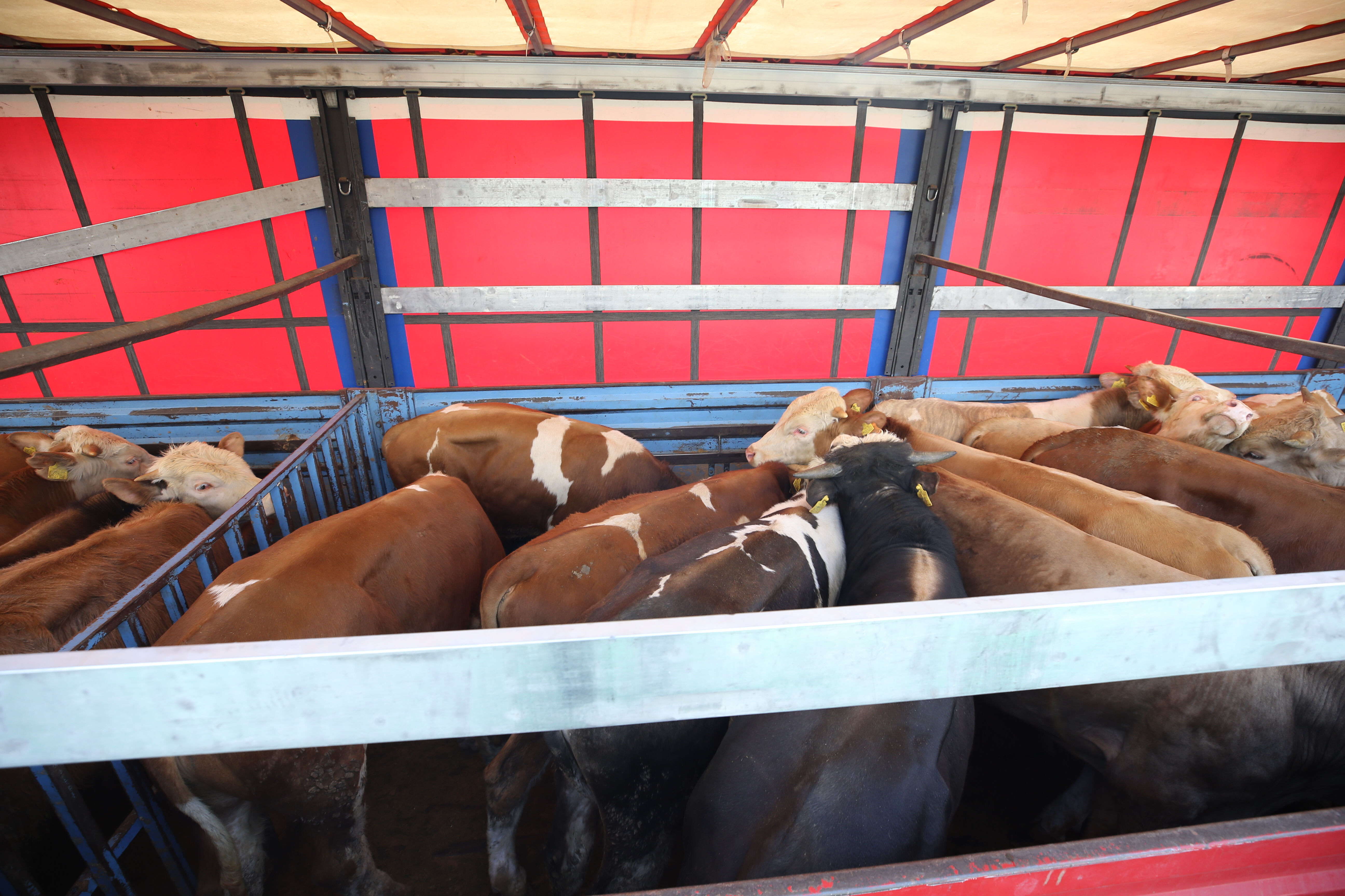 Kurban bayramı i&ccedil;in kurbanlıklar yola &ccedil;ıktı! Doğu Anadolu'dan b&uuml;y&uuml;k sevkiyat - 2. Resim