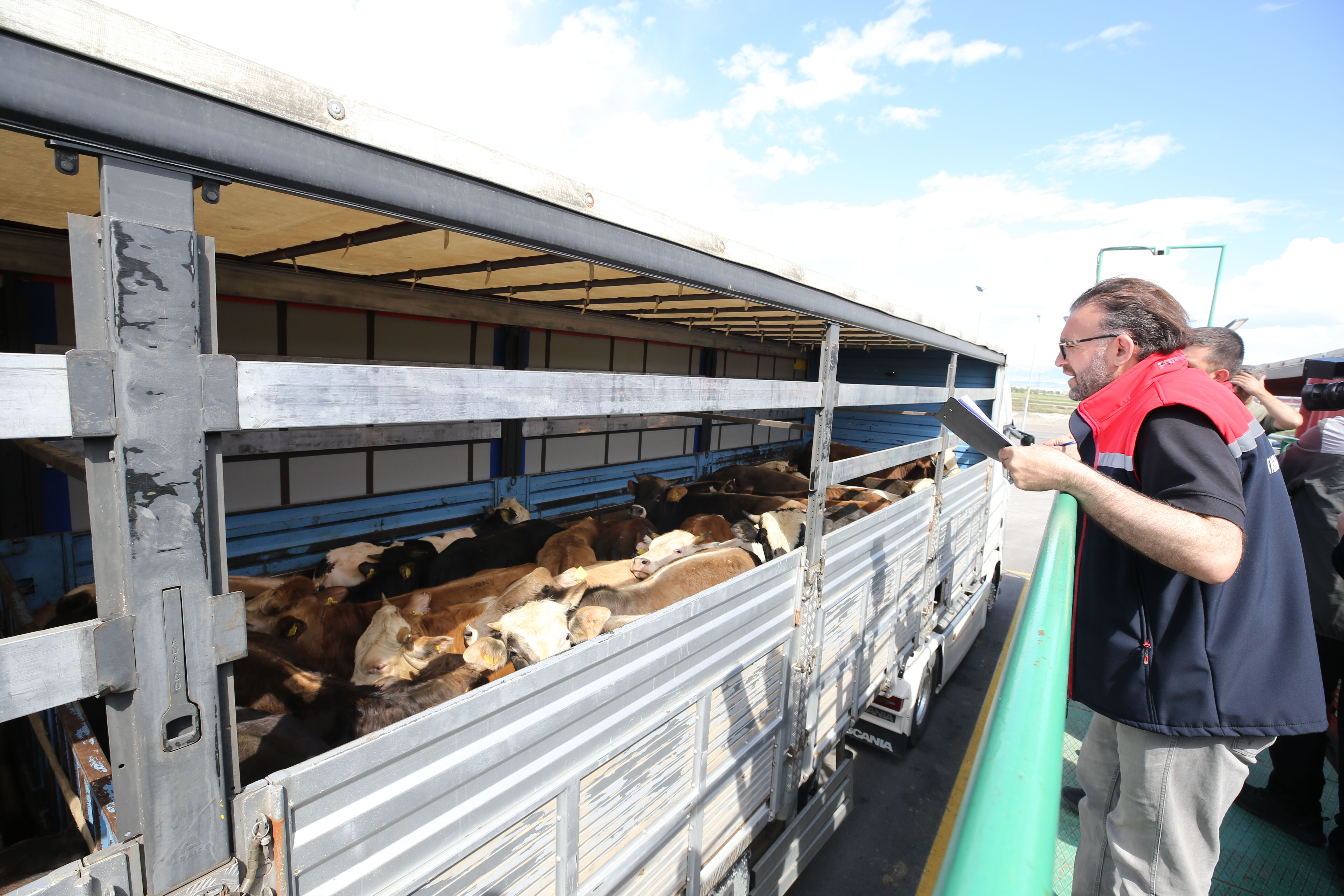 Kurban bayramı i&ccedil;in kurbanlıklar yola &ccedil;ıktı! Doğu Anadolu'dan b&uuml;y&uuml;k sevkiyat - 1. Resim