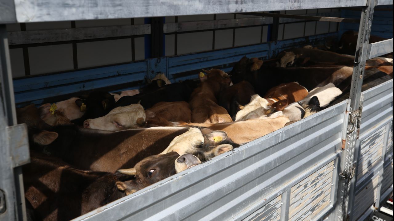 Kurban bayramı için kurbanlıklar yola çıktı! Doğu Anadolu'dan büyük sevkiyat - Yaşam