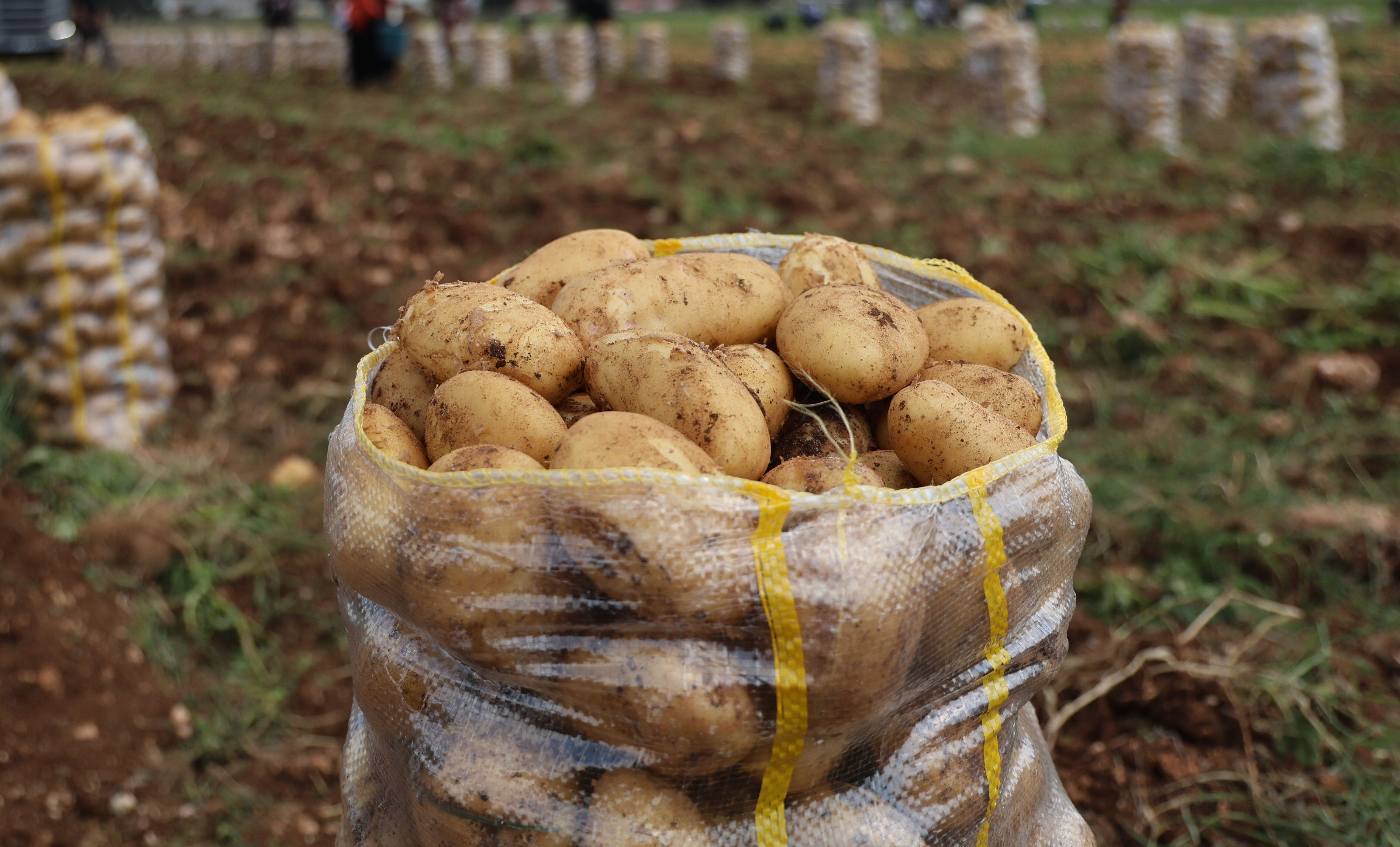 Sofralarımıza zehir göndermişler! Binlerce ton patateste virüs çıktı, hepsi geri gönderildi - 2. Resim