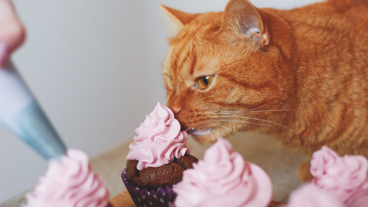 Evcil hayvanınıza bunları sakın yedirmeyin! Kedi ve köpeklere zararlı olan besinler Evcil hayvanınıza bunları sakın yedirmeyin! Kedi ve köpeklere zararlı olan besinler - 2. Resim