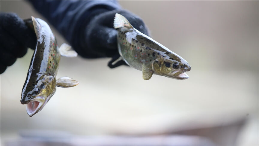 İzmit Körfezi bereketlenecek! 8 bin adet bırakıldı - 2. Resim