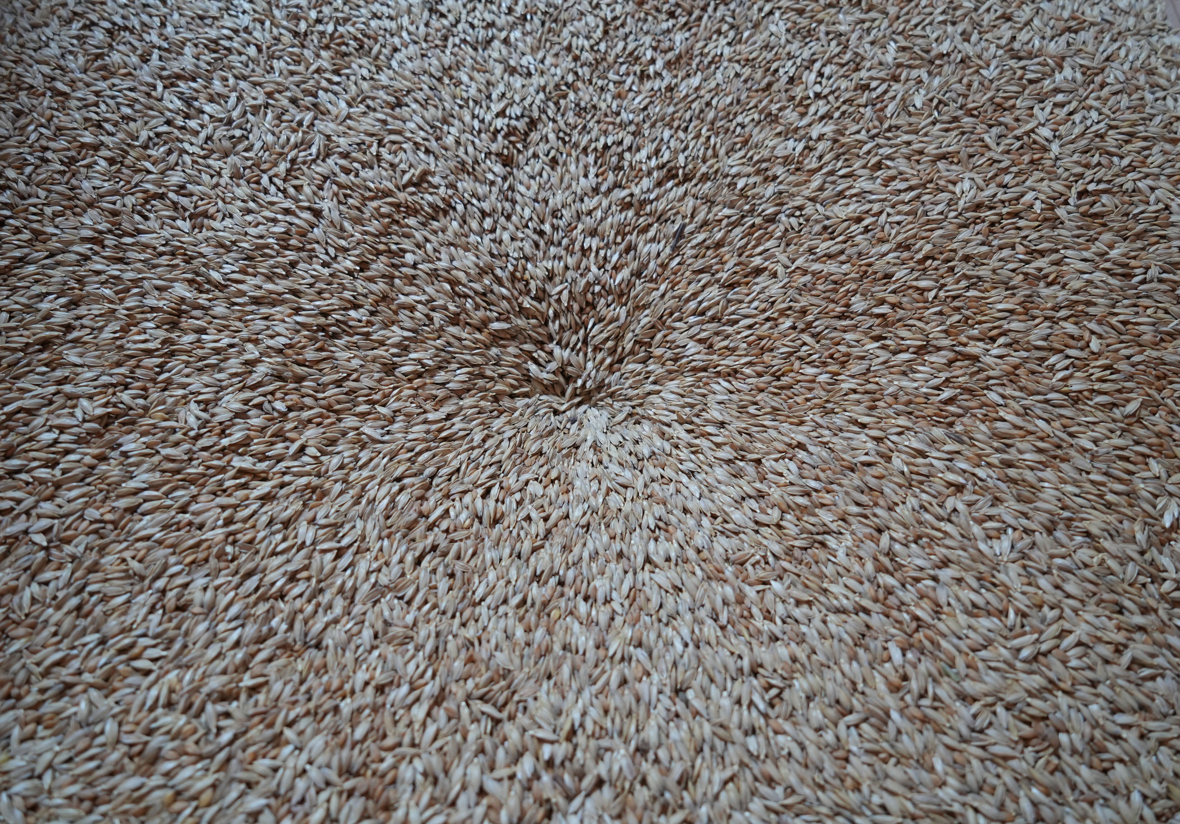 Tam 12 bin yıllık! Türkiye'nin kalbinden çıkıp dünya mutfaklarını süsleyecek - 2. Resim