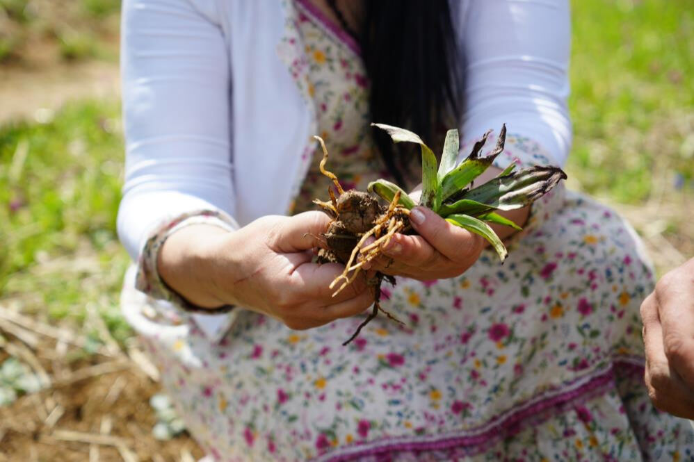 'Topraktan çıkan altın' diyorlar! Kilosu 3 bin lira... 1 dönümü ev aldırıyor - 2. Resim