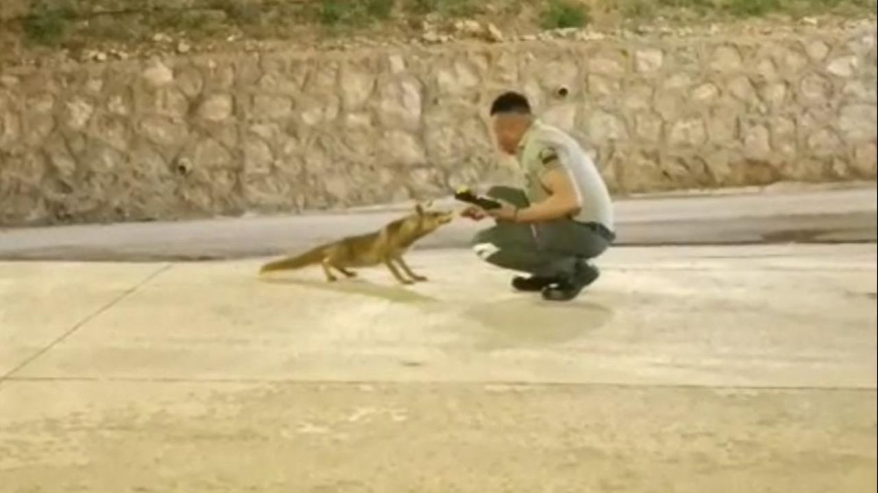 Adana onların dostluğunu konuşuyor! Her gün yanına geliyor, elleri ile besliyor... Adana onların dostluğunu konuşuyor! Her gün yanına geliyor, elleri ile besliyor...