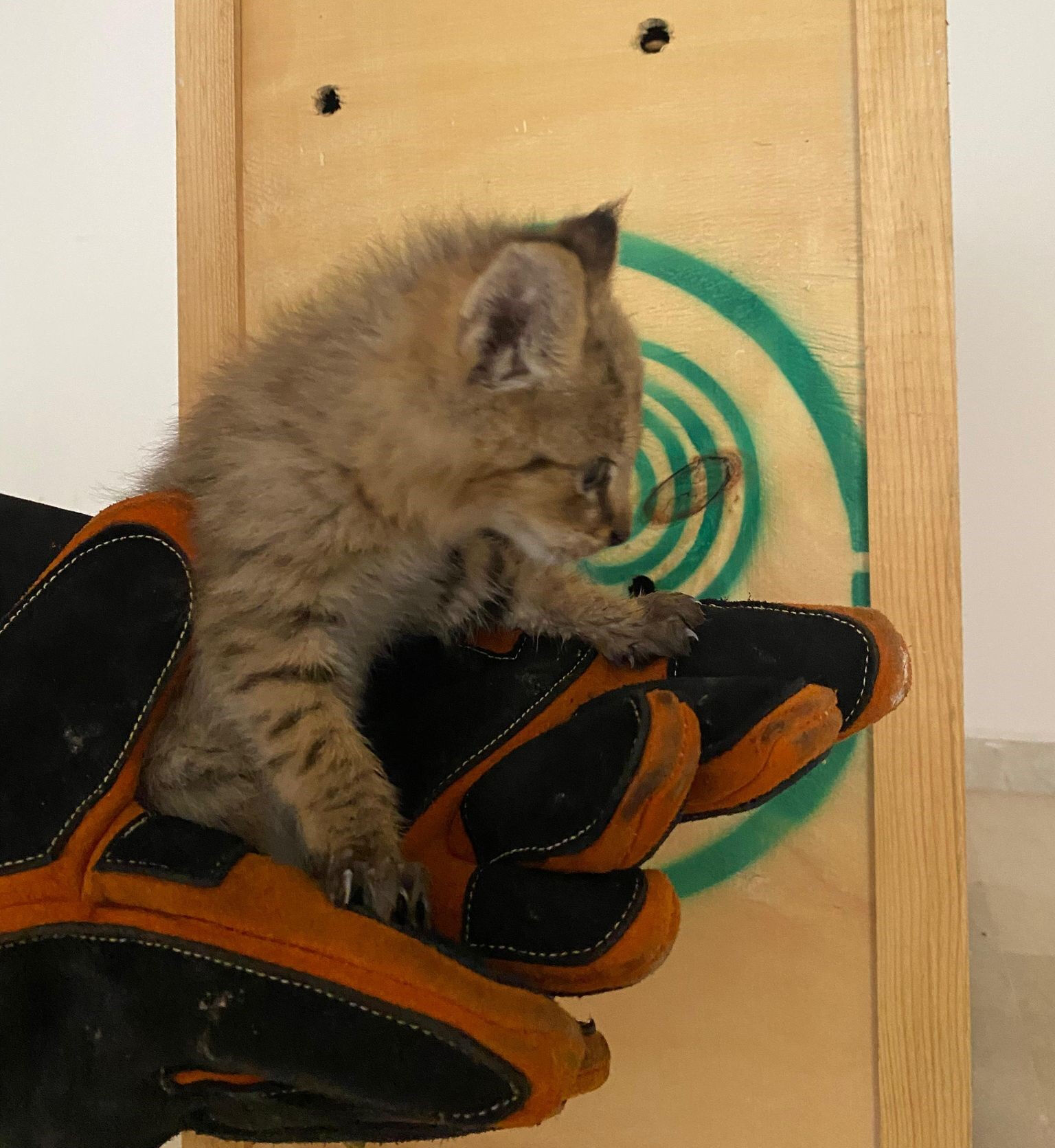 Yalnız gezer, yalnız avlanır, yalnız ölür! Hudut nöbetinde nadir görülen türün yavrusu bulundu Hudut nöbetinde nadir görülen türün yavrusu bulundu: Yalnız gezer, yalnız avlanır, yalnız ölür! - 3. Resim