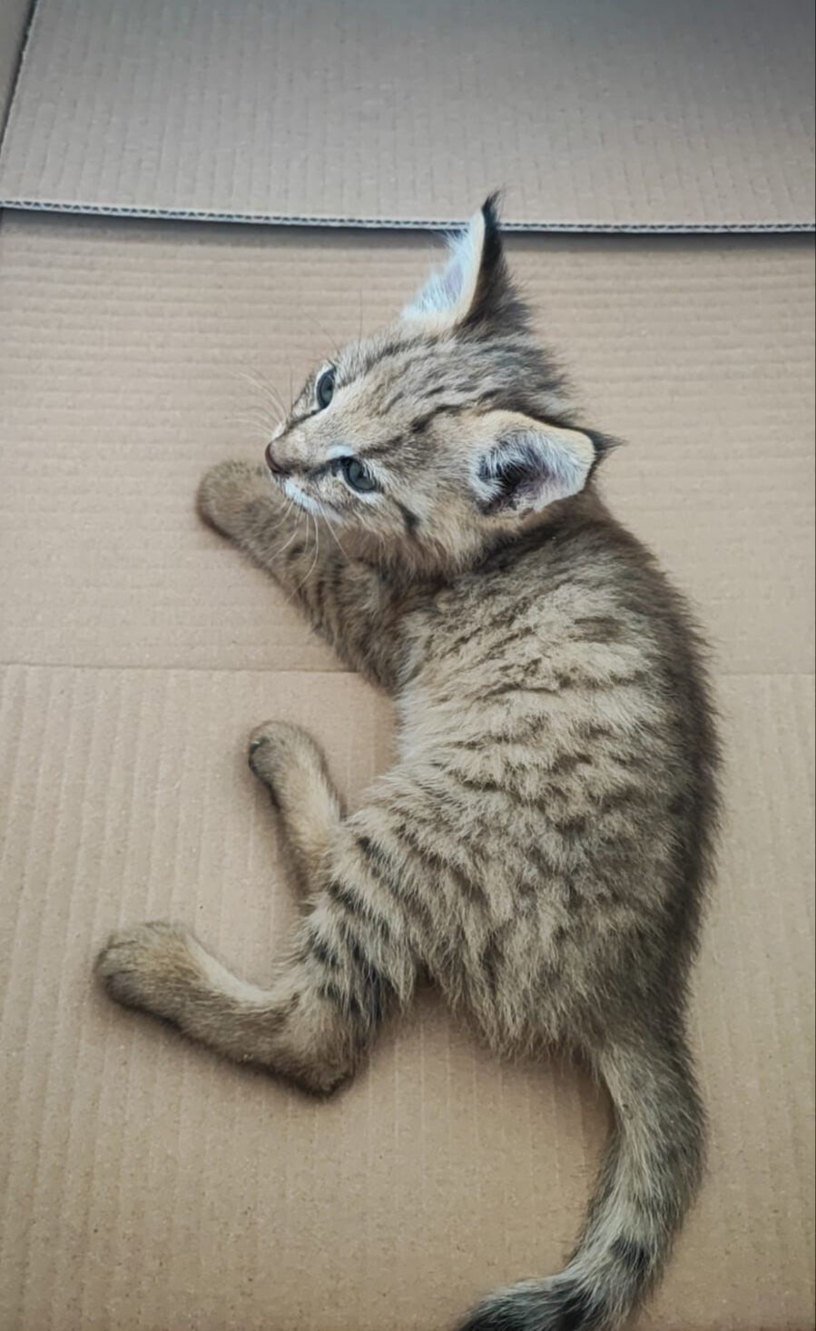 Yalnız gezer, yalnız avlanır, yalnız ölür! Hudut nöbetinde nadir görülen türün yavrusu bulundu Hudut nöbetinde nadir görülen türün yavrusu bulundu: Yalnız gezer, yalnız avlanır, yalnız ölür! - 4. Resim