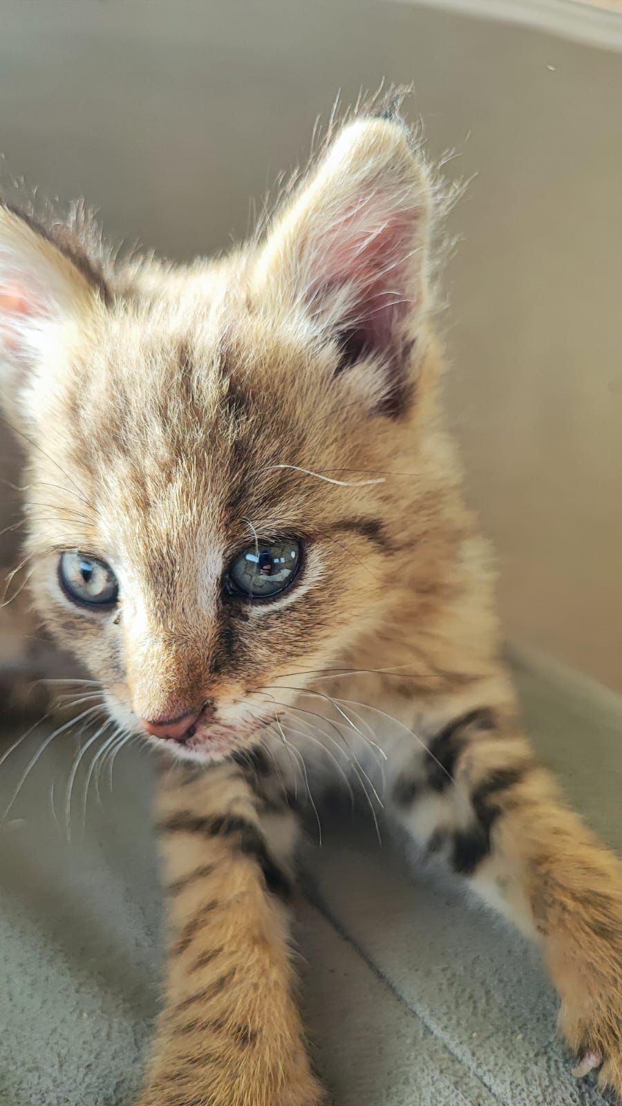Yalnız gezer, yalnız avlanır, yalnız ölür! Hudut nöbetinde nadir görülen türün yavrusu bulundu Hudut nöbetinde nadir görülen türün yavrusu bulundu: Yalnız gezer, yalnız avlanır, yalnız ölür! - 1. Resim