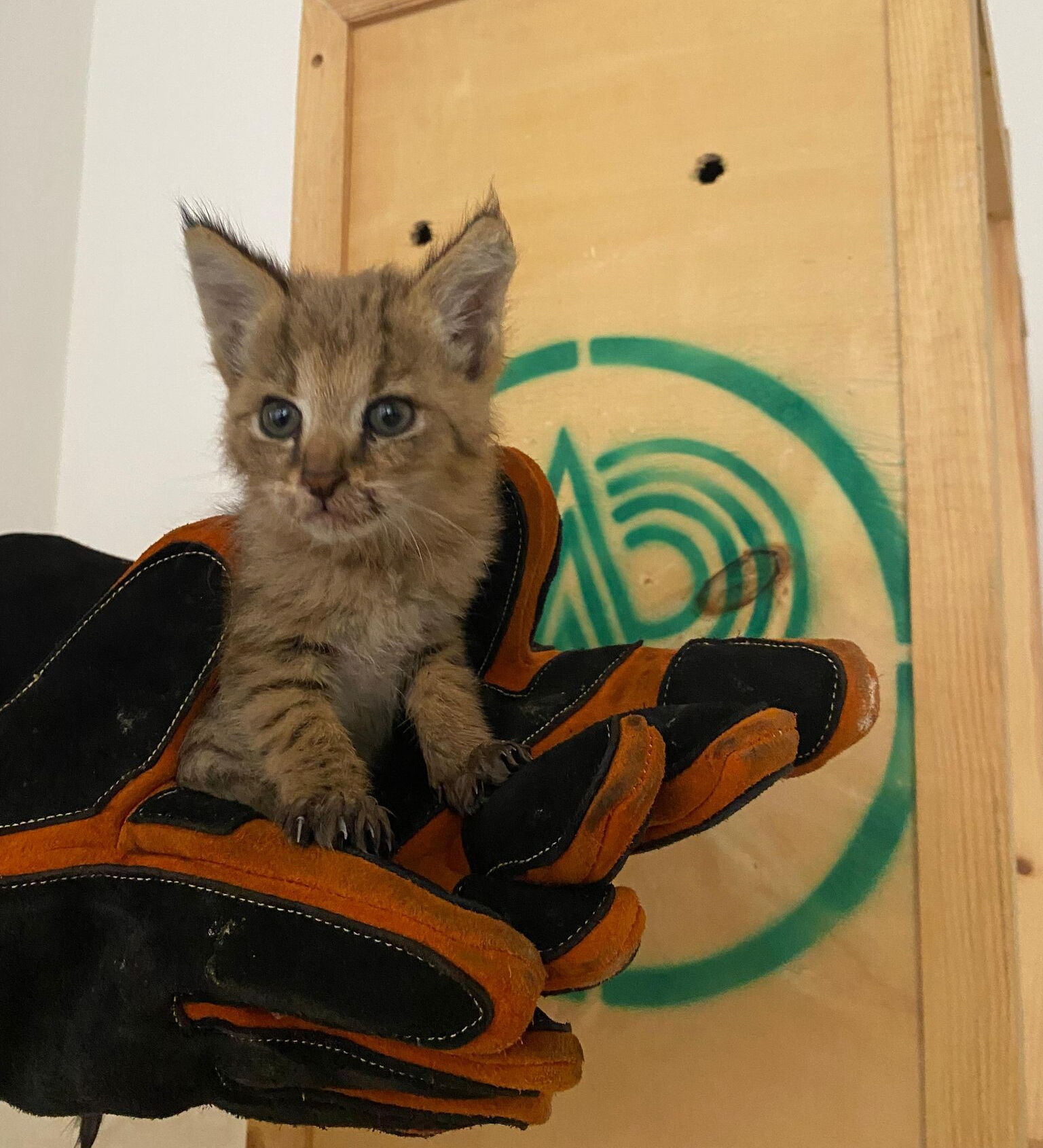 Yalnız gezer, yalnız avlanır, yalnız ölür! Hudut nöbetinde nadir görülen türün yavrusu bulundu Hudut nöbetinde nadir görülen türün yavrusu bulundu: Yalnız gezer, yalnız avlanır, yalnız ölür! - 2. Resim