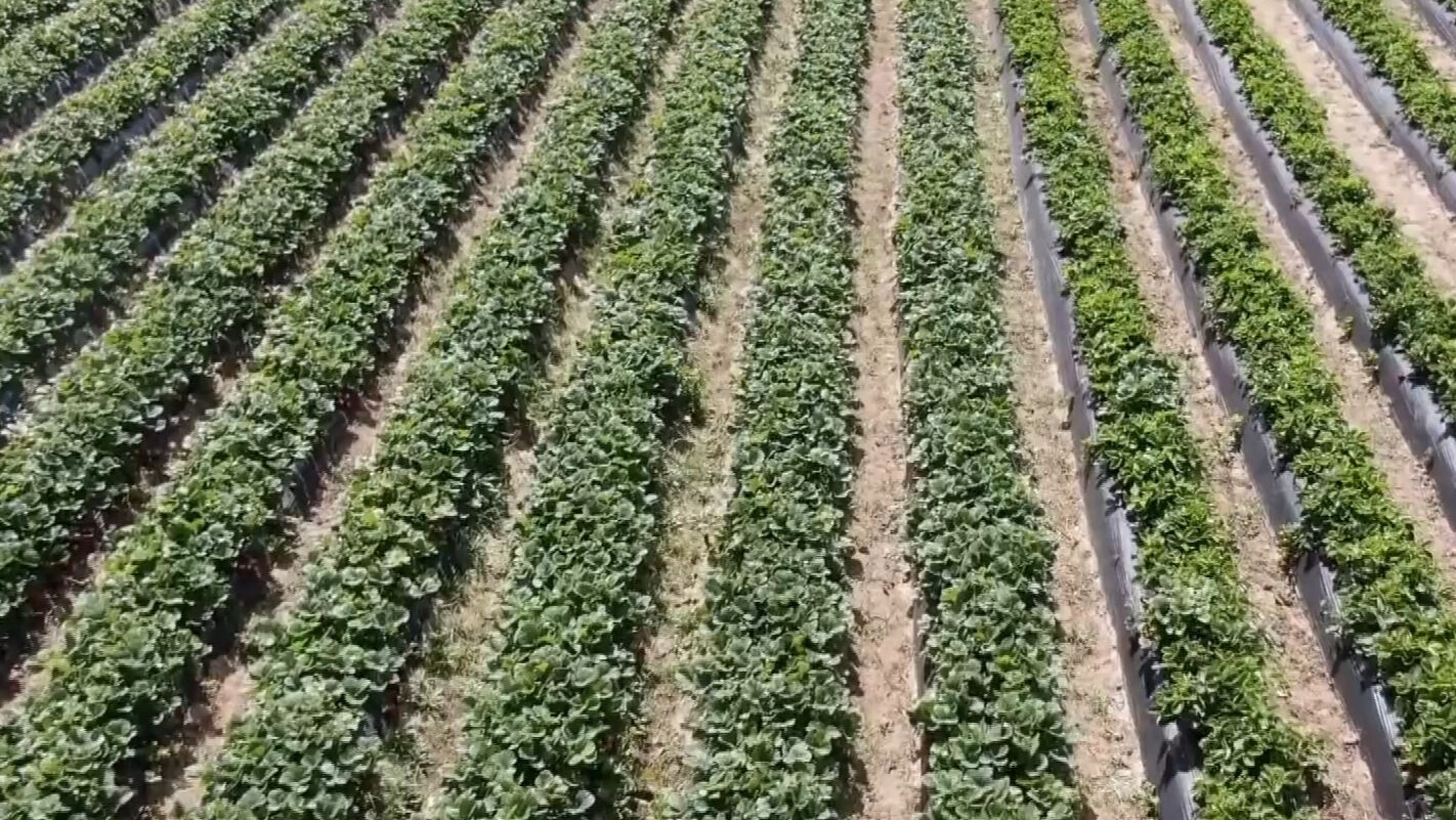 Kokusuyla mest ediyor! Hasat başladı; bahçede kilosu 80, tezgahta 120 lira Kokusuyla mest ediyor! Hasat başladı; bahçede kilosu 80, tezgahta 120 lira - 1. Resim