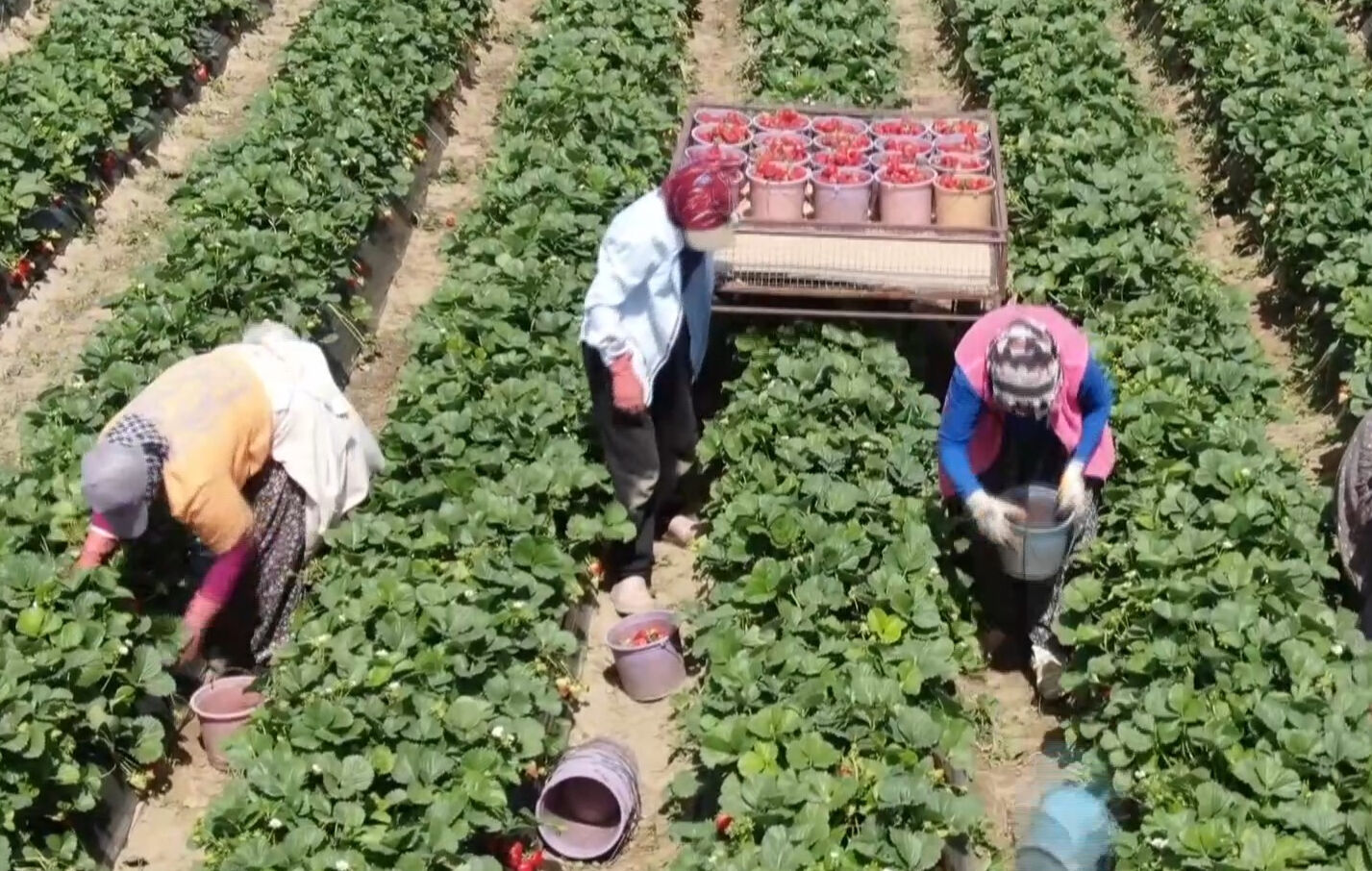 Kokusuyla mest ediyor! Hasat başladı; bahçede kilosu 80, tezgahta 120 lira Kokusuyla mest ediyor! Hasat başladı; bahçede kilosu 80, tezgahta 120 lira - 3. Resim