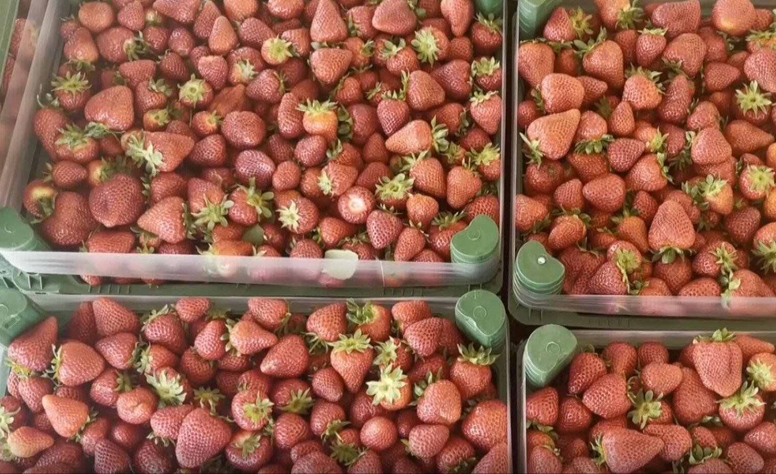 Kokusuyla mest ediyor! Hasat başladı; bahçede kilosu 80, tezgahta 120 lira Kokusuyla mest ediyor! Hasat başladı; bahçede kilosu 80, tezgahta 120 lira - 2. Resim