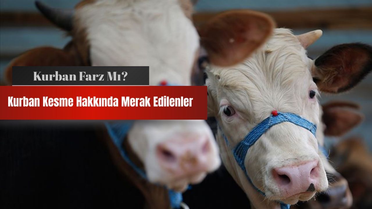 Kurban farz mı, kimler kesmeli? Kurban ile ilgili merak edilenler Kurban farz mı, kimler kesmeli? Kurban ile ilgili merak edilenler