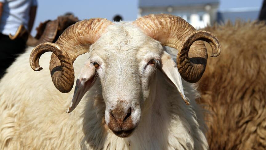 Kurban farz mı, kimler kesmeli? Kurban ile ilgili merak edilenler - 2. Resim