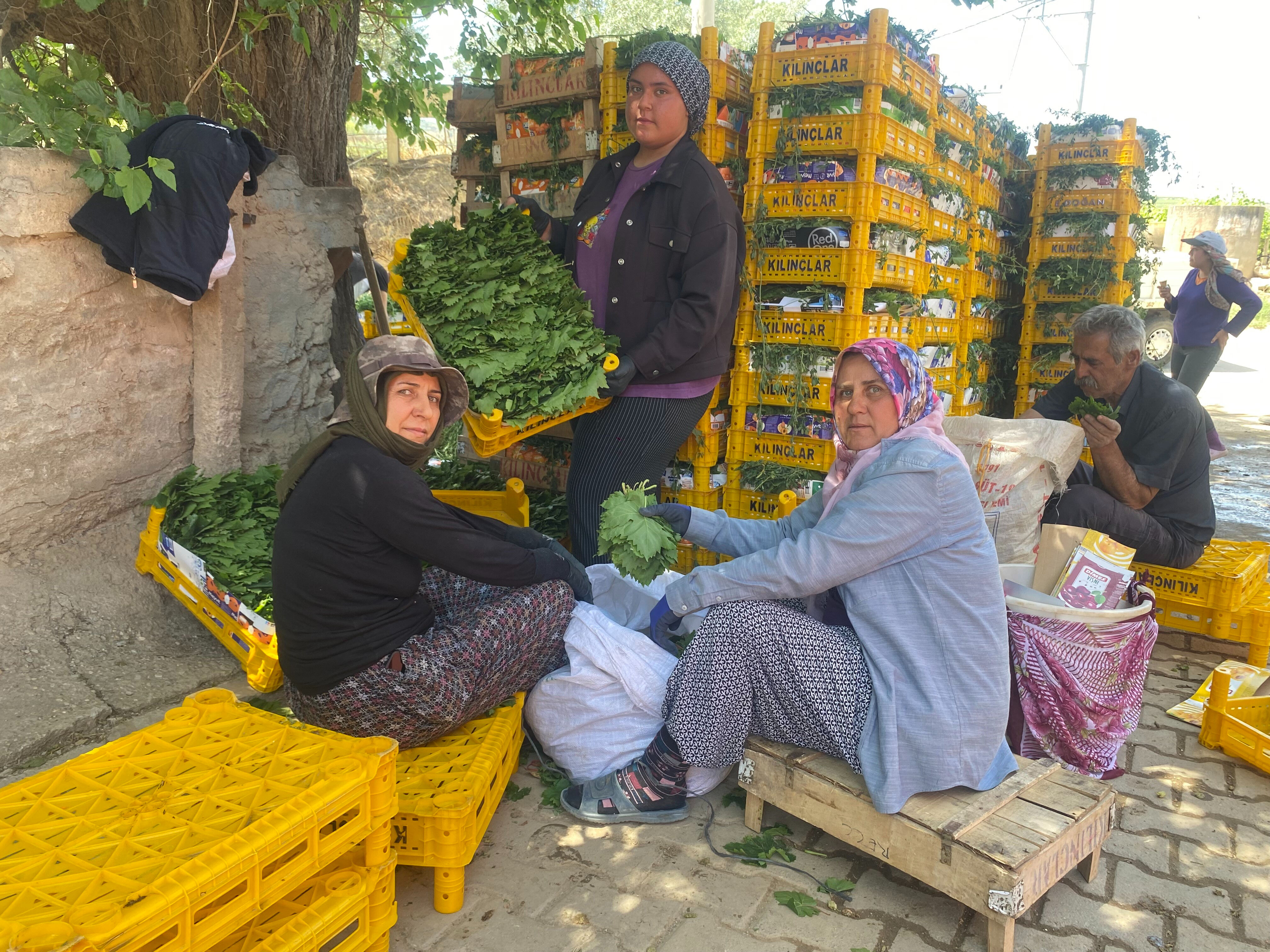 Masrafı yok! Yaprağı meyvesinden daha fazla kazandırıyor, kilosu 200 TL - 3. Resim