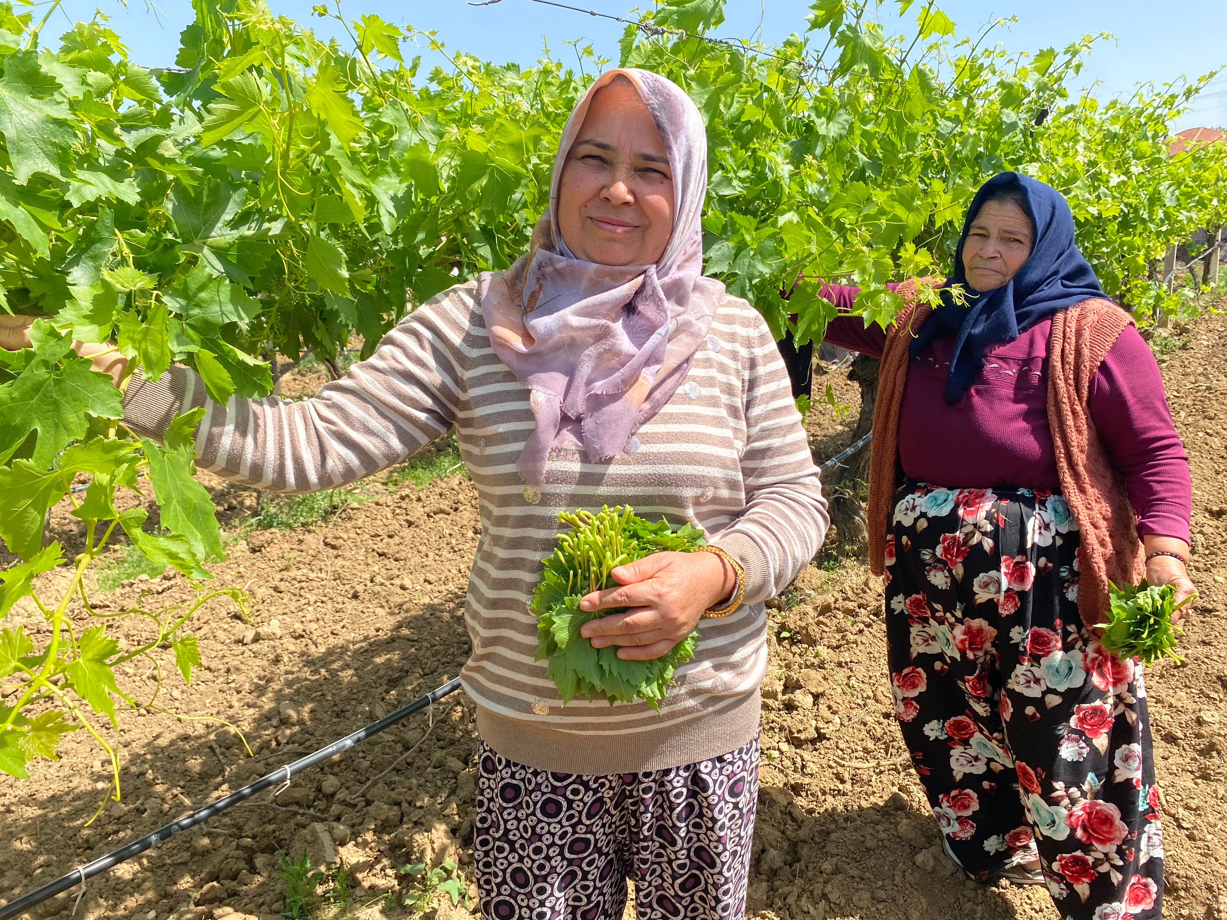 Masrafı yok! Yaprağı meyvesinden daha fazla kazandırıyor, kilosu 200 TL - 1. Resim