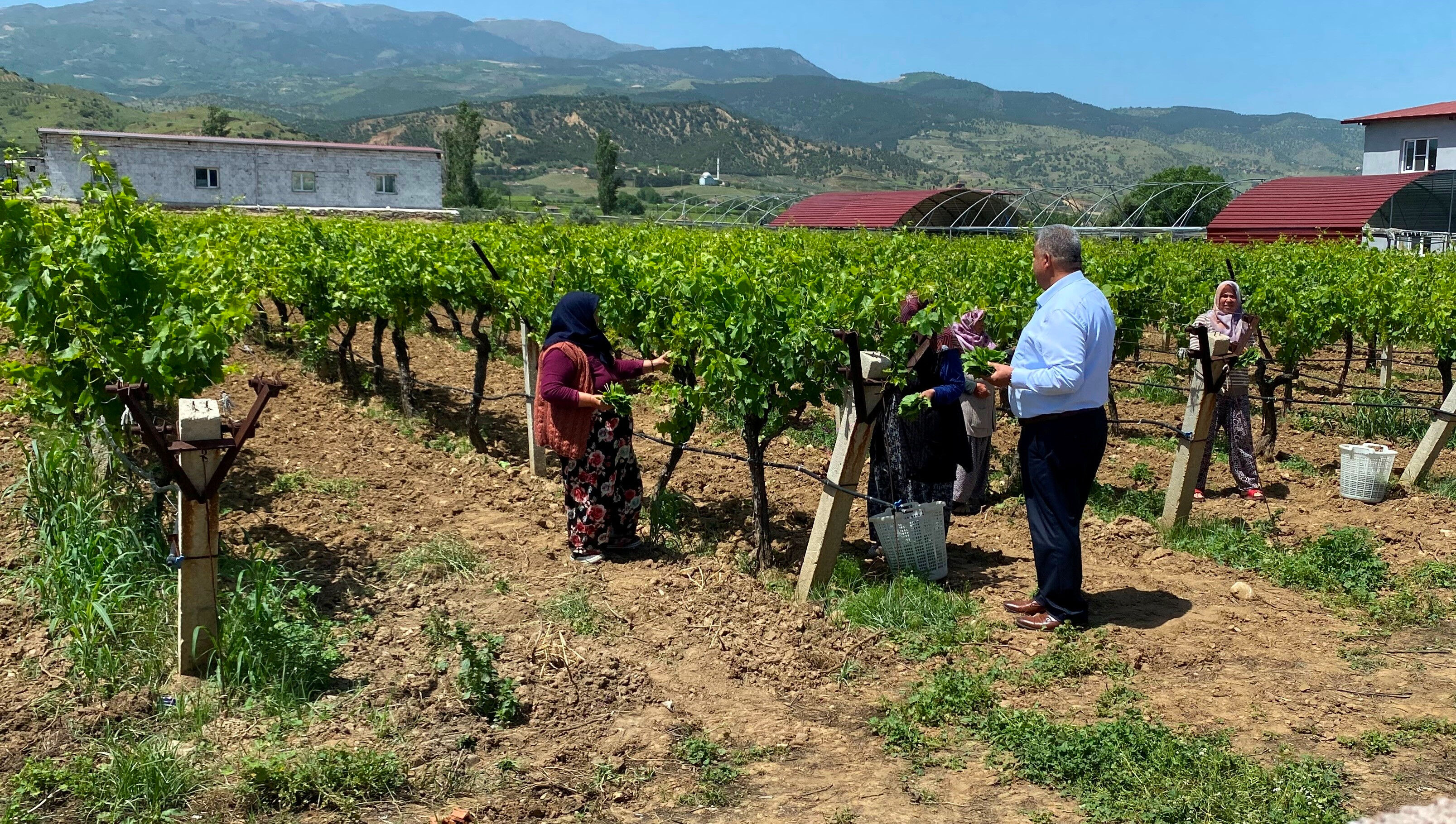 Masrafı yok! Yaprağı meyvesinden daha fazla kazandırıyor, kilosu 200 TL - 2. Resim