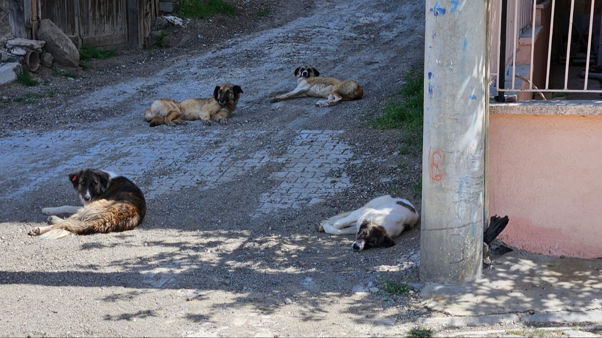 Salda'da korkunç saldırı! Başıboş köpeklerden kurtulmaya çalışan yaşlı adam içler acısı halde bulundu Salda'da korkunç saldırı! Başıboş köpeklerin parçaladığı yaşlı adam yol kenarında içler acısı halde bulundu - 1. Resim