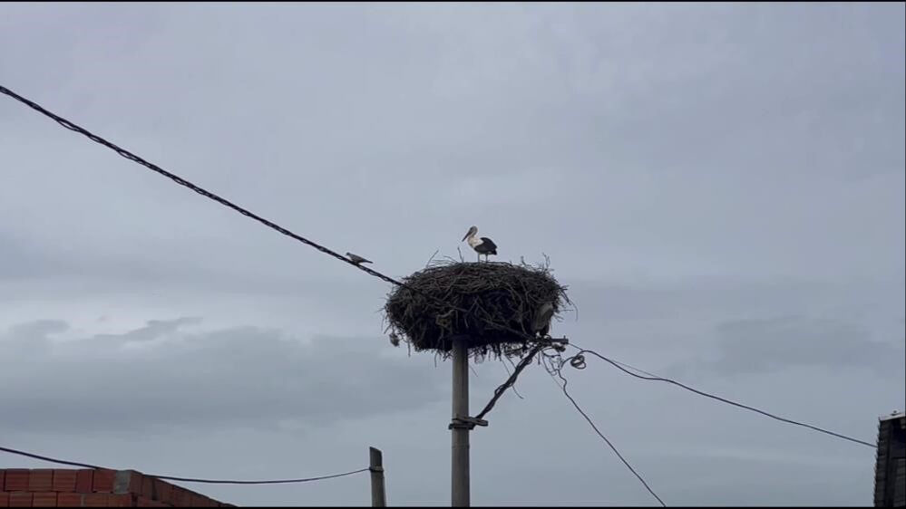 Yaren leyleğin arkadaşı Bilal Leylek baba oldu - 4. Resim