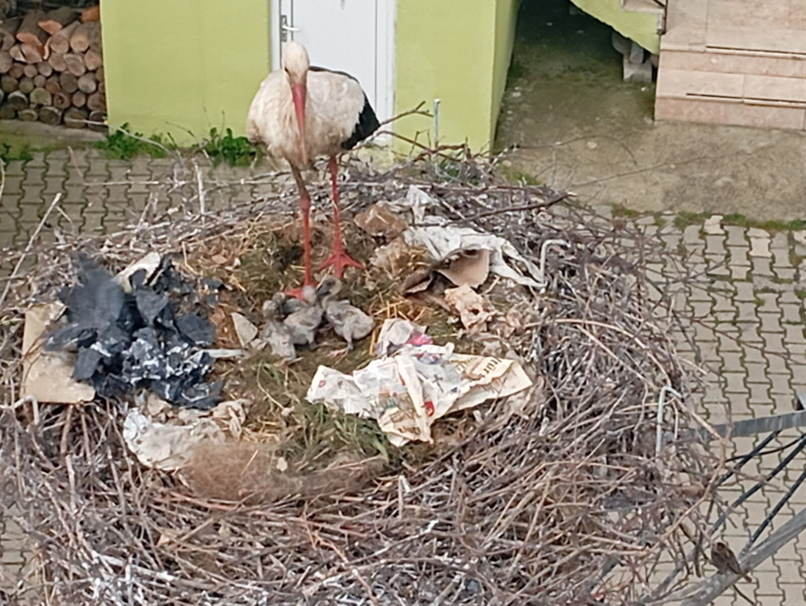 Yaren leyleğin arkadaşı Bilal Leylek baba oldu - 3. Resim