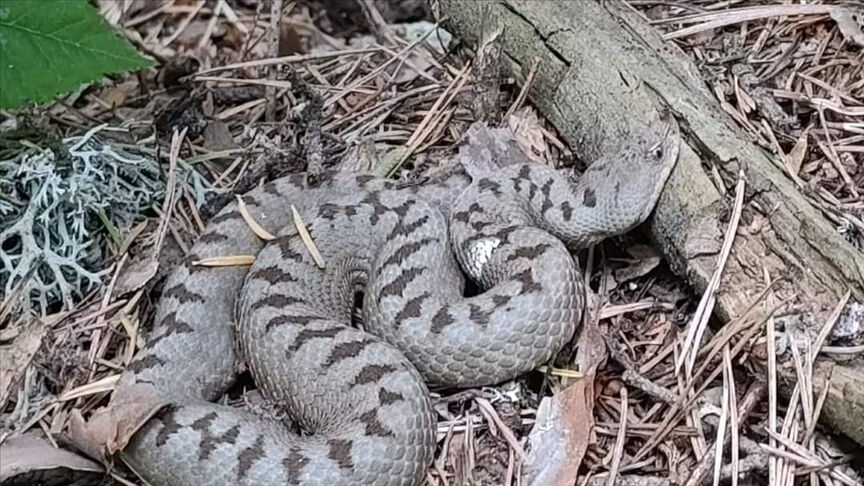 Artvin'de Kafkas engereği kabusu! Panzehir için hastane hastane dolaştılar Artvin'de Kafkas engereği kabusu! Panzehir için hastane hastane dolaştılar - 1. Resim