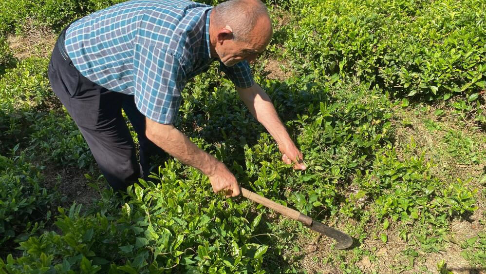 Artvin'de Kafkas engereği kabusu! Panzehir için hastane hastane dolaştılar Artvin'de Kafkas engereği kabusu! Panzehir için hastane hastane dolaştılar - 4. Resim