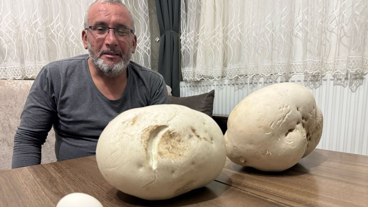 Böylesini ilk kez gördü! Yürüyüş yaparken buldu, hemen koparıp eve götürdü Böylesini ilk kez gördü! Yürüyüş yaparken buldu, hemen koparıp eve götürdü