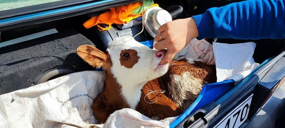 Buzağı desteklemeleri ne zaman yatacak? 2. dönem buzağı desteği başvuru tarihi gündeme geldi Buzağı desteklemeleri ne zaman yatacak? 2. dönem buzağı desteği başvuru tarihi gündeme geldi - 1. Resim