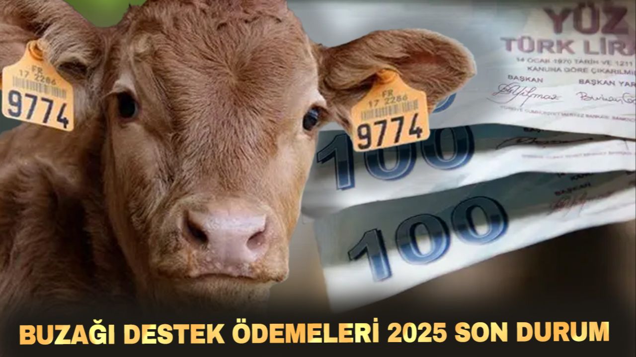 Buzağı desteklemeleri ne zaman yatacak? 2. dönem buzağı desteği başvuru tarihi gündeme geldi Buzağı desteklemeleri ne zaman yatacak? 2. dönem buzağı desteği başvuru tarihi gündeme geldi