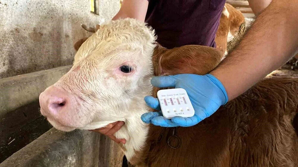 Buzağı desteklemeleri ne zaman yatacak? 2. dönem buzağı desteği başvuru tarihi gündeme geldi Buzağı desteklemeleri ne zaman yatacak? 2. dönem buzağı desteği başvuru tarihi gündeme geldi - 2. Resim