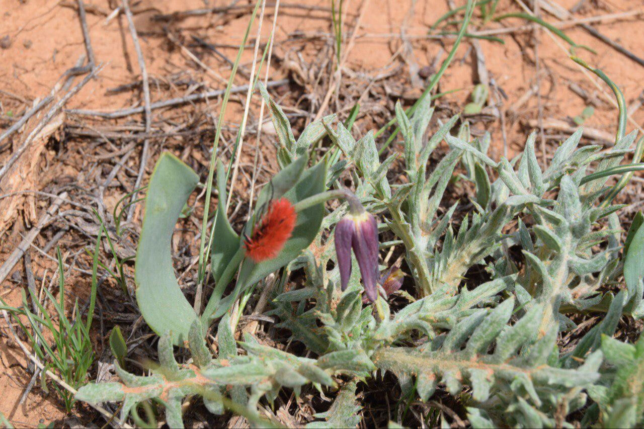 Dünyada sadece bu bölgede görülüyor! İki tür bir arada görüntülendi, mest etti - 4. Resim