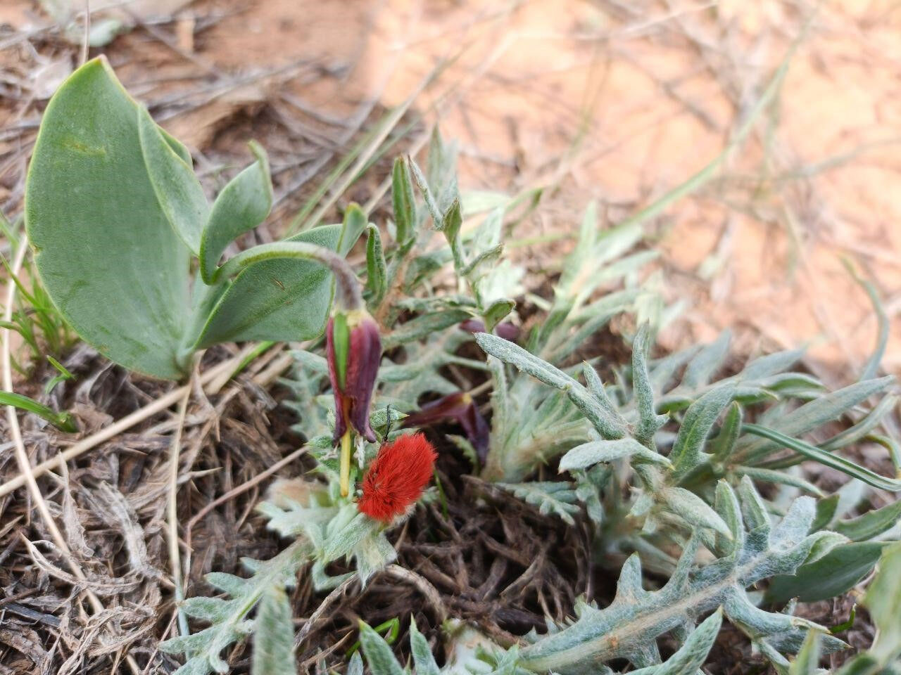 Dünyada sadece bu bölgede görülüyor! İki tür bir arada görüntülendi, mest etti - 1. Resim