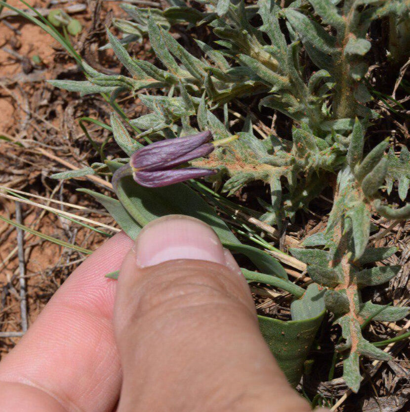 Dünyada sadece bu bölgede görülüyor! İki tür bir arada görüntülendi, mest etti - 3. Resim