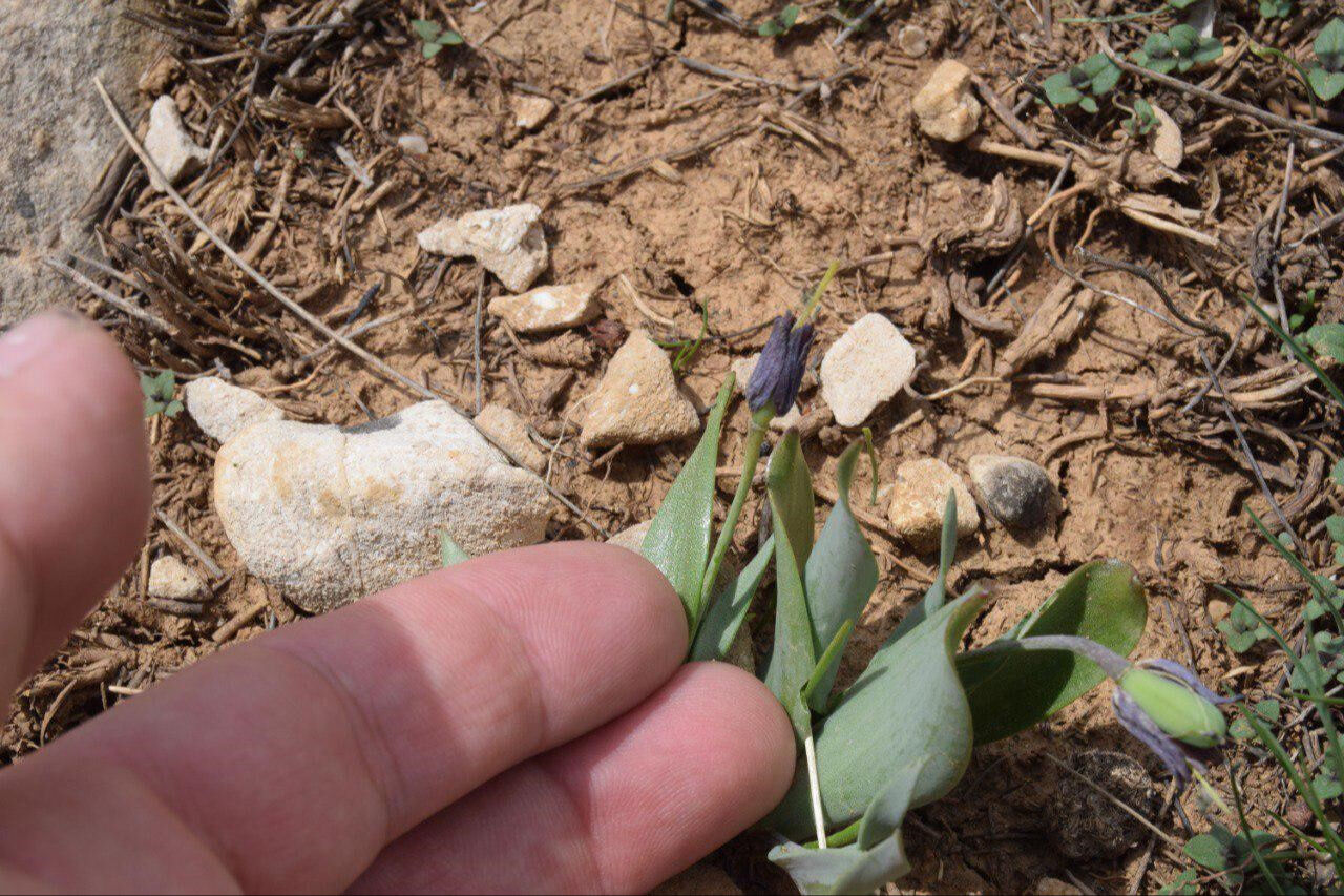 Dünyada sadece bu bölgede görülüyor! İki tür bir arada görüntülendi, mest etti - 2. Resim