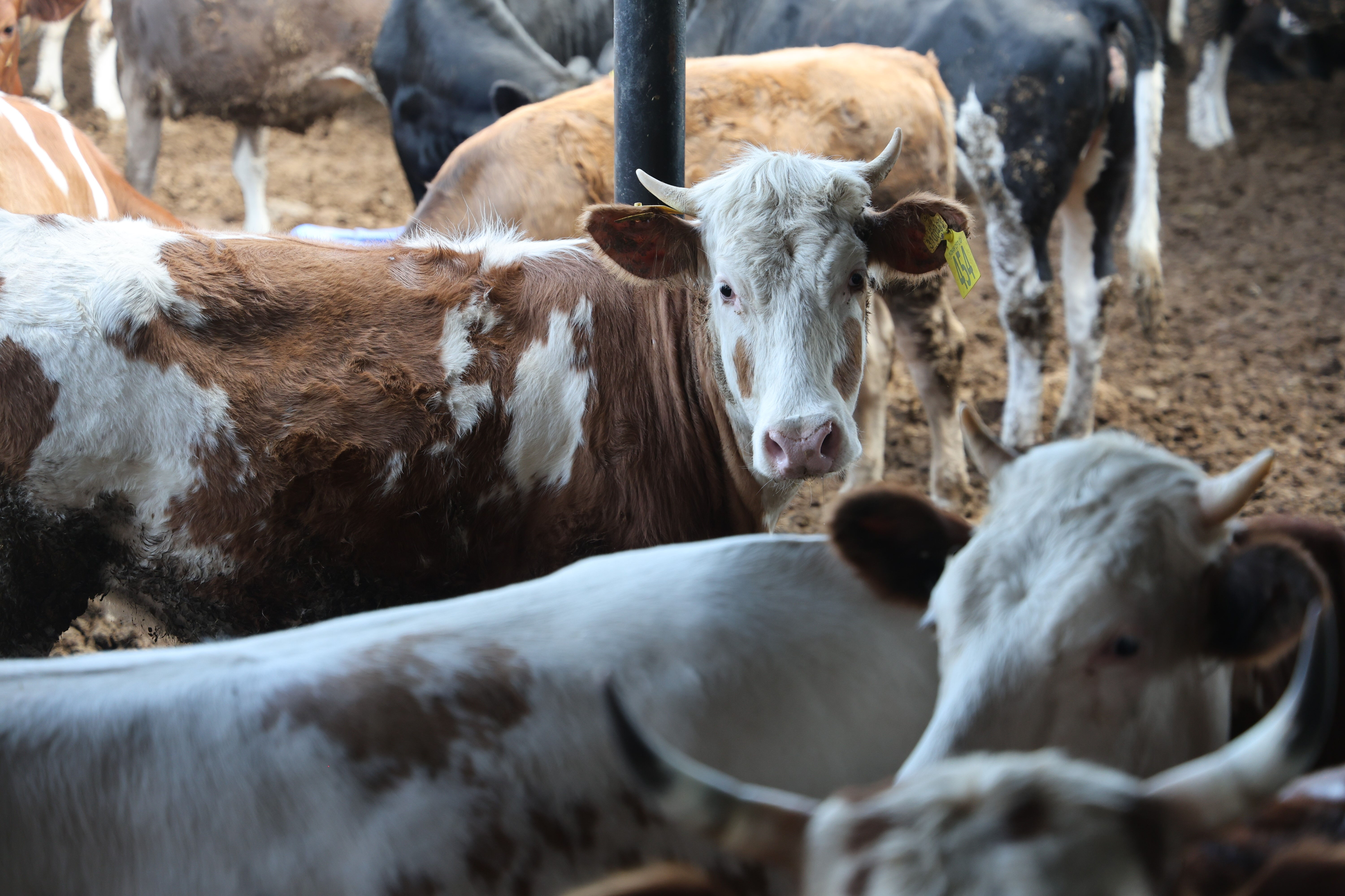 İnek, dana, koyun, keçi...Kurbanlıklar ne kadar? İşte 2025 hisse fiyatları - 1. Resim