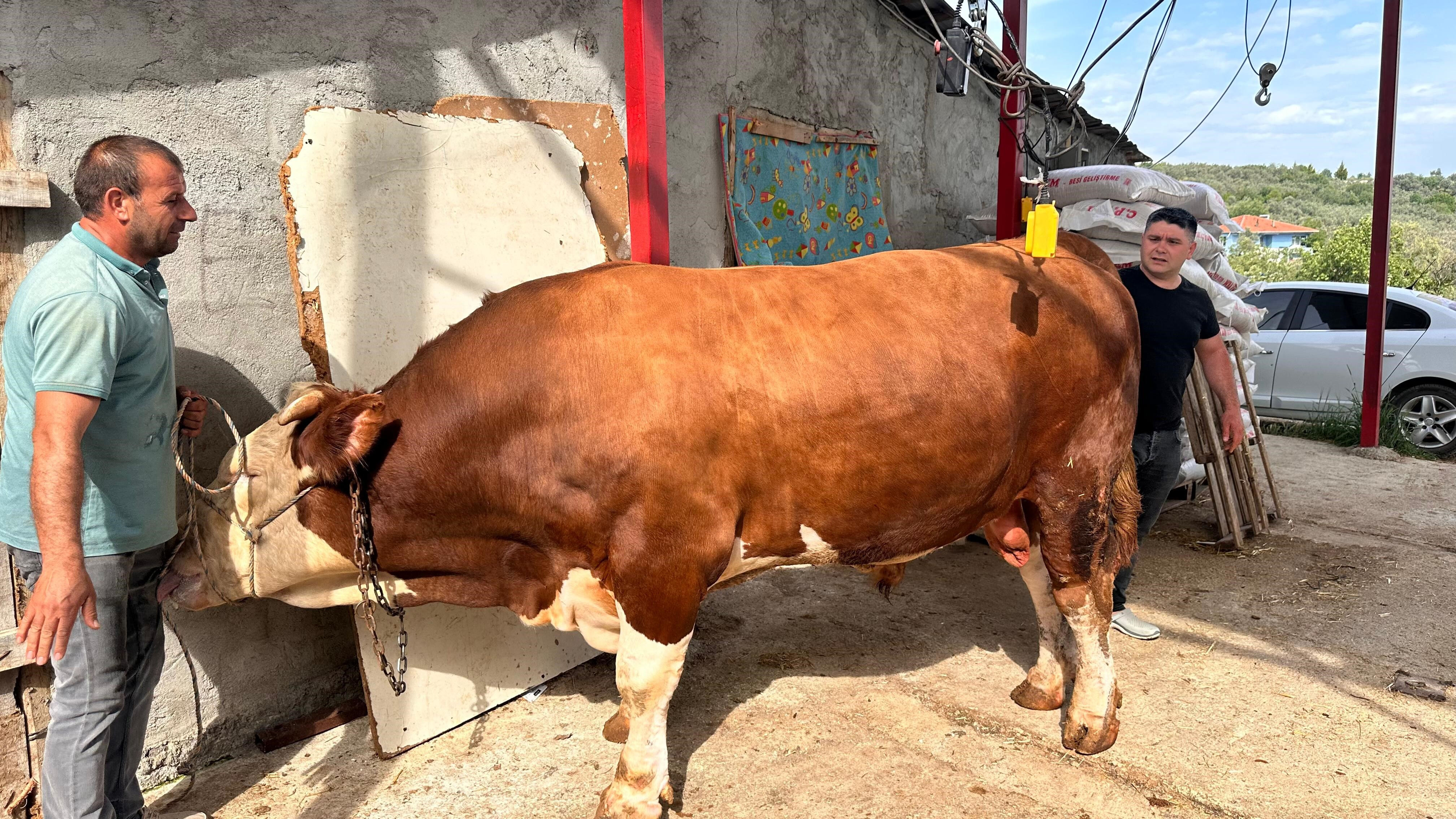 Kentin en büyük kurbanlığı! 1 ton 200 kiloluk 