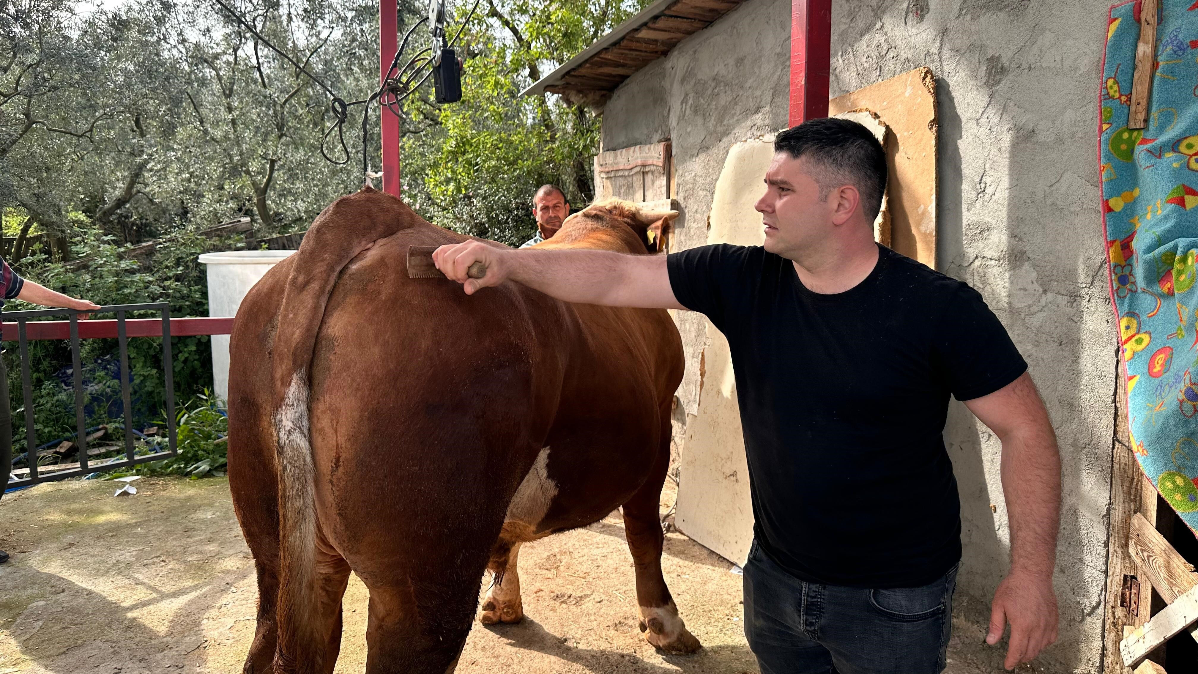 Kentin en büyük kurbanlığı! 1 ton 200 kiloluk 