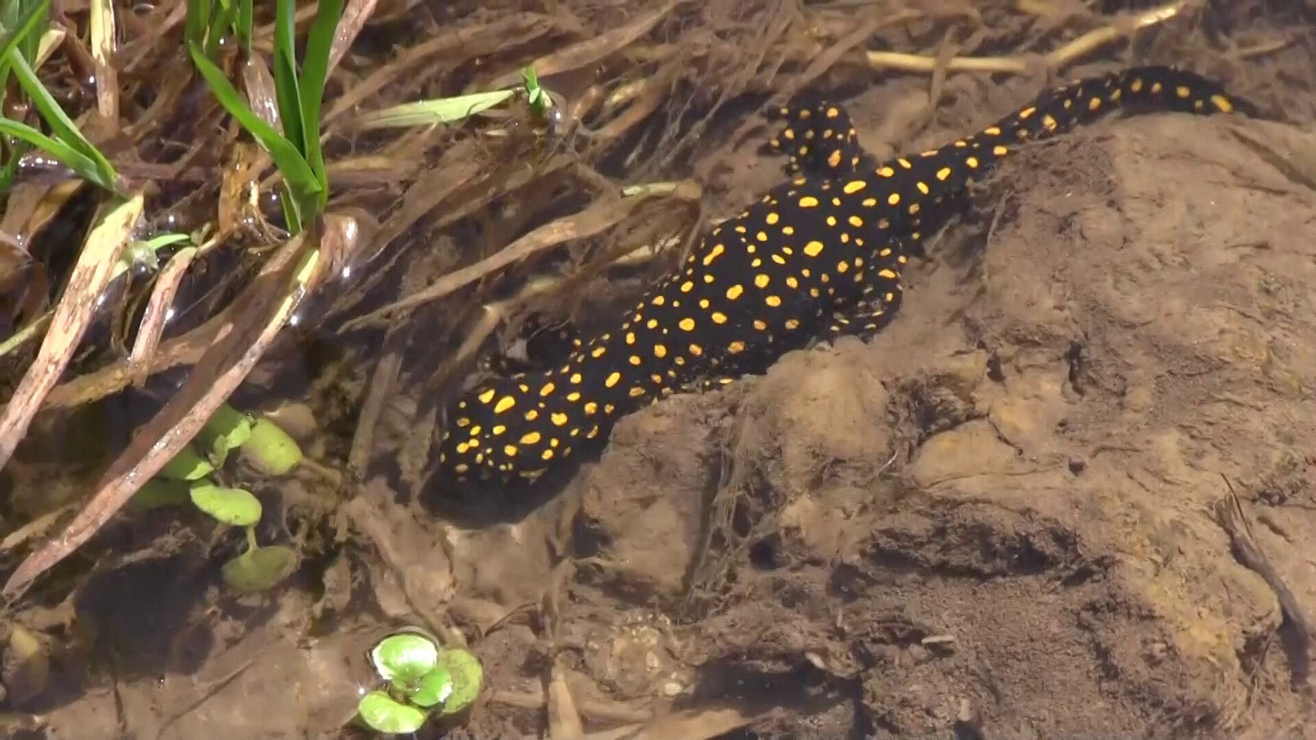 Nesli tükenme tehlikesi altında! Siirt'te görüldü - 1. Resim