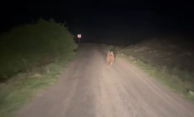 Sivas'ta yaşandı! Yolda önüne çıkan ayıyı metrelerce kovaladı - 2. Resim