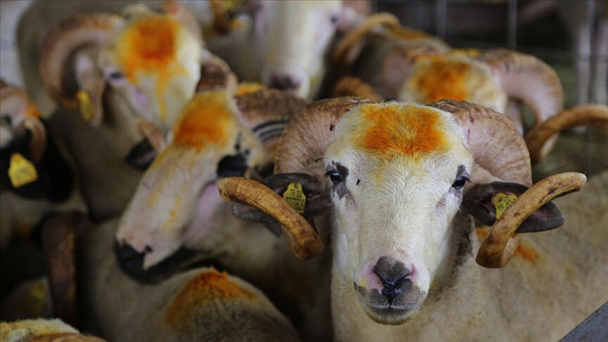 Kurban kesmek vacip mi? Kurban ibadetinin önemi - 3. Resim