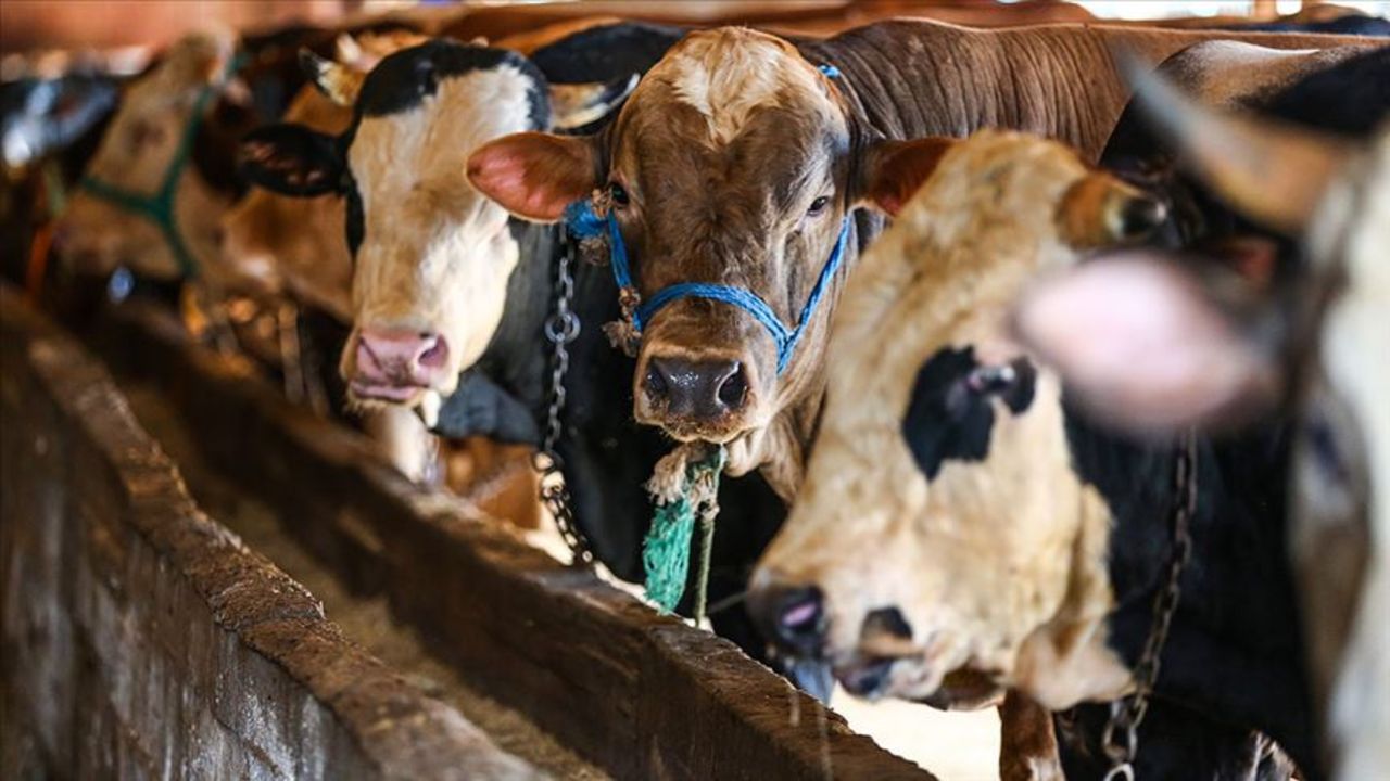 Kurban kesmek vacip mi? Kurban ibadetinin önemi Kurban kesmek vacip mi? Kurban ibadetinin önemi