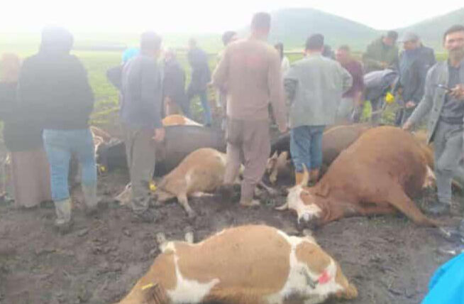 Sürüyü otlatırken üzerlerine yıldırım düştü! 2 çoban yaralı, 10 büyükbaş hayvan telef oldu - 2. Resim