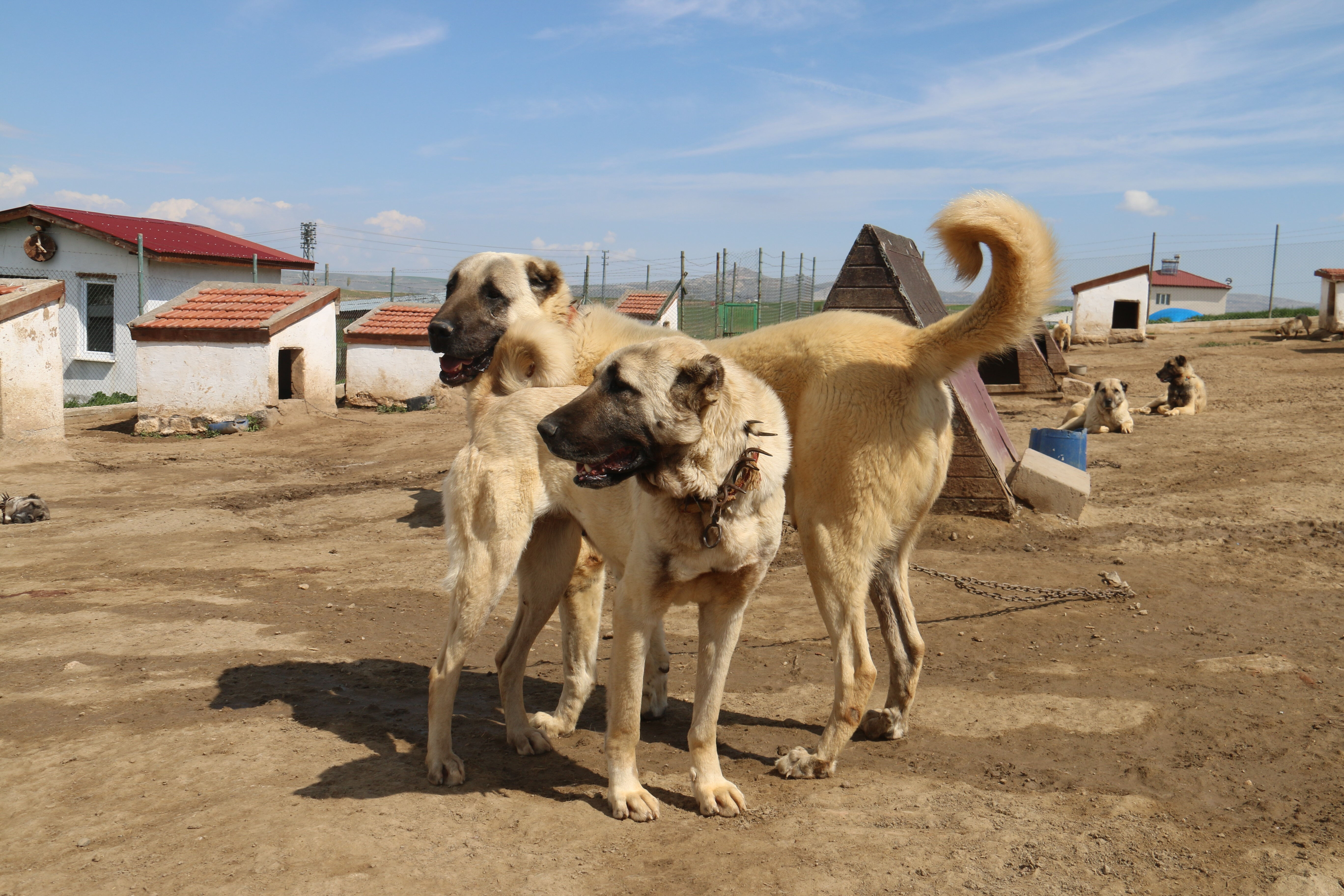Türkiye'de milli değer, dünyada fenomen! Kangallara olan ilgi arttı: Dubai, Katar, Suudi Arabistan... - 2. Resim
