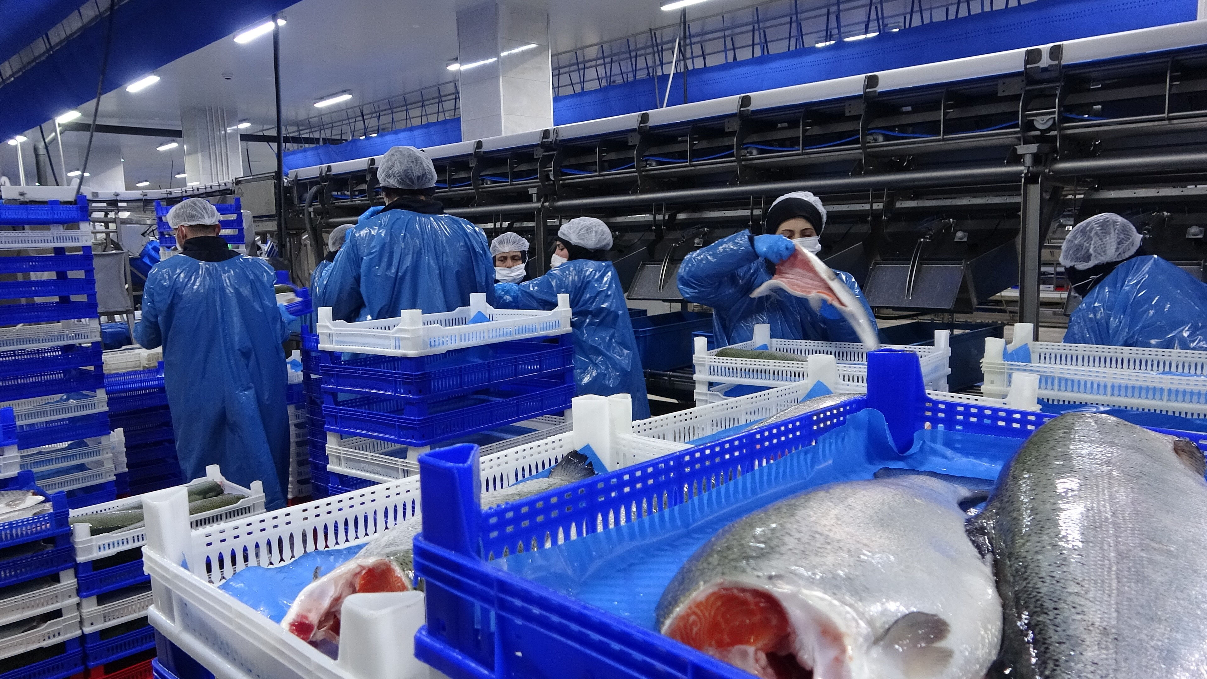 Türkiye'ye yıllık 500 milyon dolar kazandırdı! İhracatın göz bebeğinde hasat başladı - 4. Resim