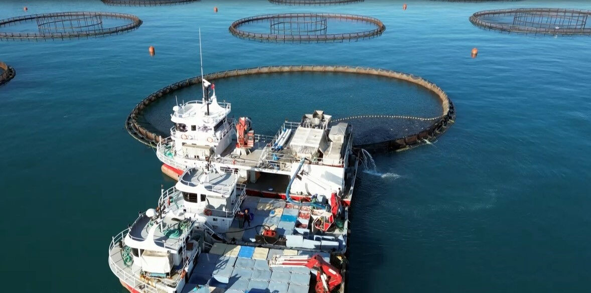 Türkiye'ye yıllık 500 milyon dolar kazandırdı! İhracatın göz bebeğinde hasat başladı - 2. Resim